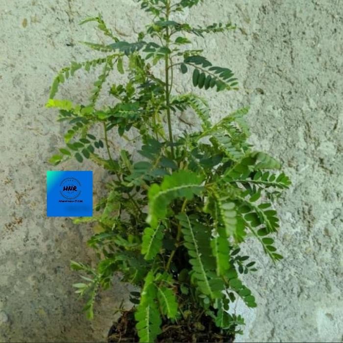 

Bibit Tanaman Herbal Meniran