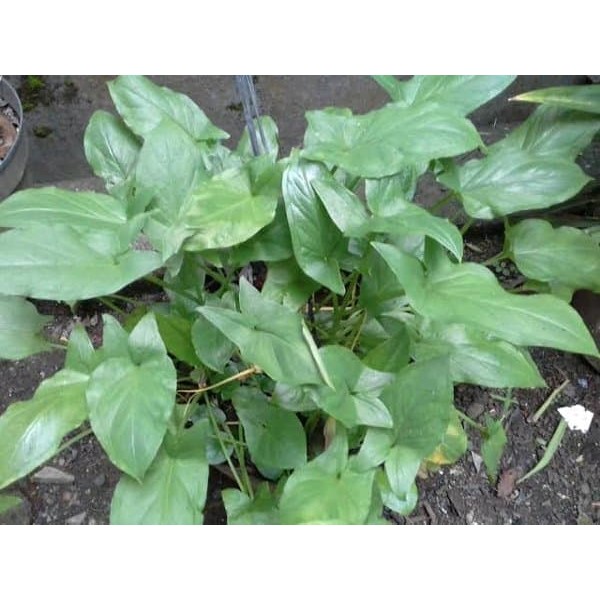 

Keladi Tikus - Obat Kelenjar Getah Bening