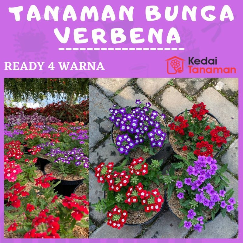 Bunga VERBENA - Tanaman Hidup Bunga Hias Verbena - Bunga Verbena Pentas