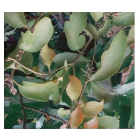 

DAUN BENALU POHON DUKU SEGAR 1KG MURAH OBAT HERBAL OBAT TRADISIONAL OBAT ALAMI