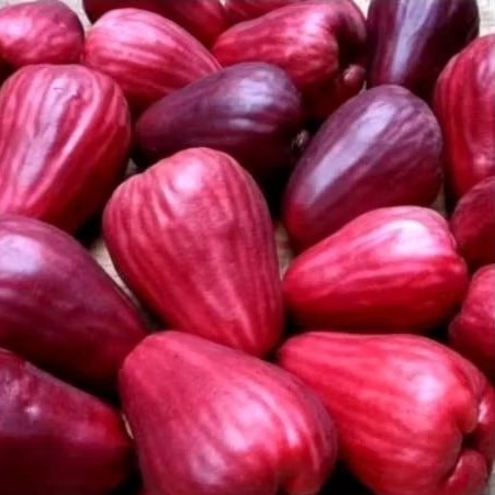 Jambu Jamaika 1kg khualitas eksport