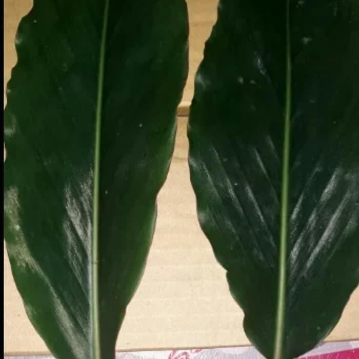 

Ready Daun kecombrang segar