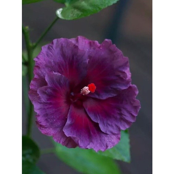 Tanaman hias Kembang sepatu bunga Ungu / Hibiscus Purple - bunga sepatu ungu