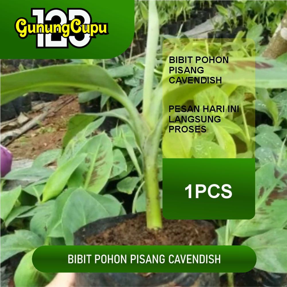 

BIBIT PISANG CAVENDIS SUPER (CEPAT BERBUAH) (JARINGAN BERKUALITAS VALID)