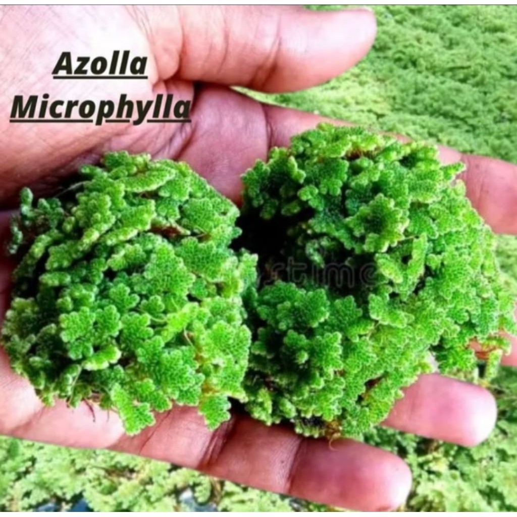 azolla 1 kg benih azolla microphylla 100% organik