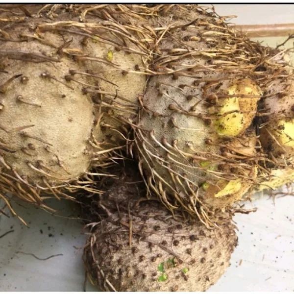 

Umbi Gadung 1 Kg Presh Segar Diambil Ketika Orderan masuk