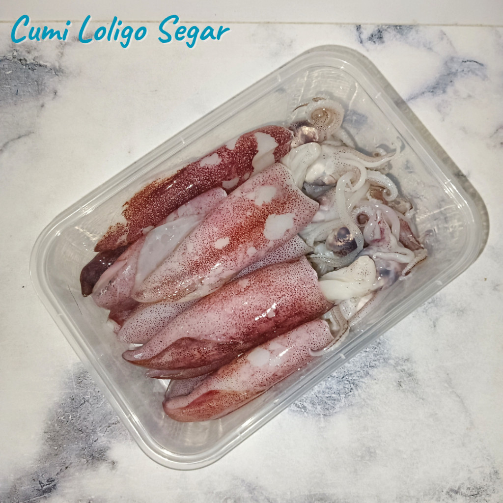 

Cumi Loligo Segar 500gr - 1 kg