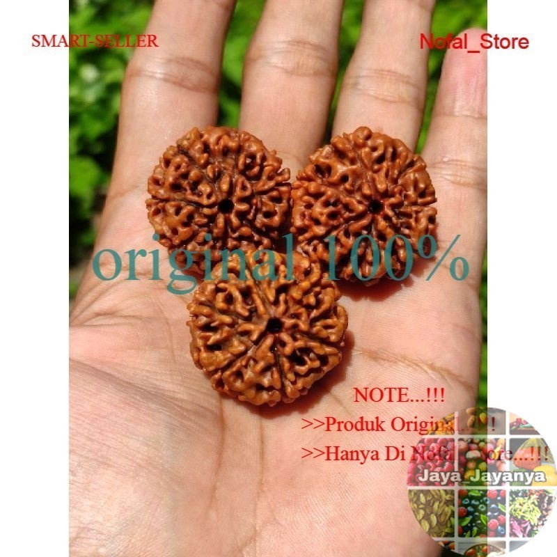Jenitri Rudraksha Besar Jumbo Besar Jaya_Jayanya