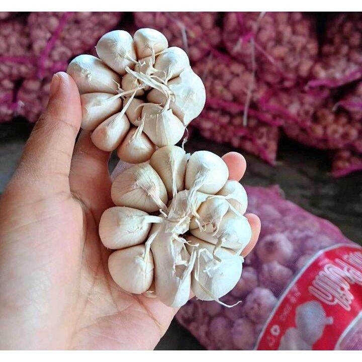 

Bawang Putih Murah 500 gr / Bawang Putih Garut UMKM Lokal