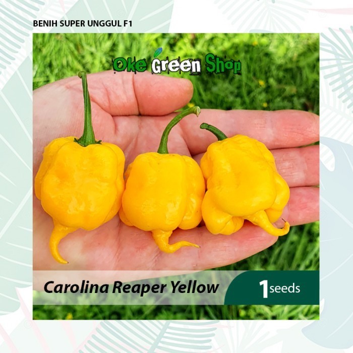 KLIP - 1 Biji Benih Bibit Cabe Carolina Reaper Yellow Pedas Kualitas F1