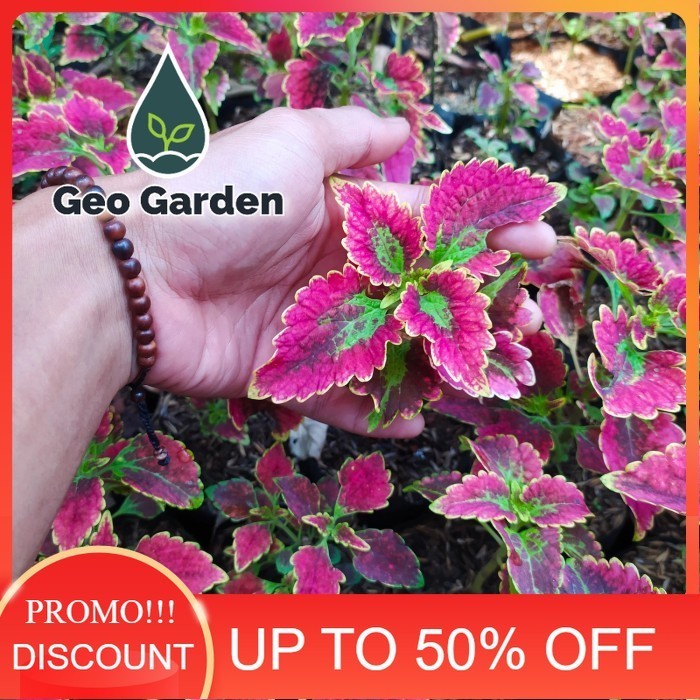 tanaman hias miana merah keriting 01 - miana premium - mix warna