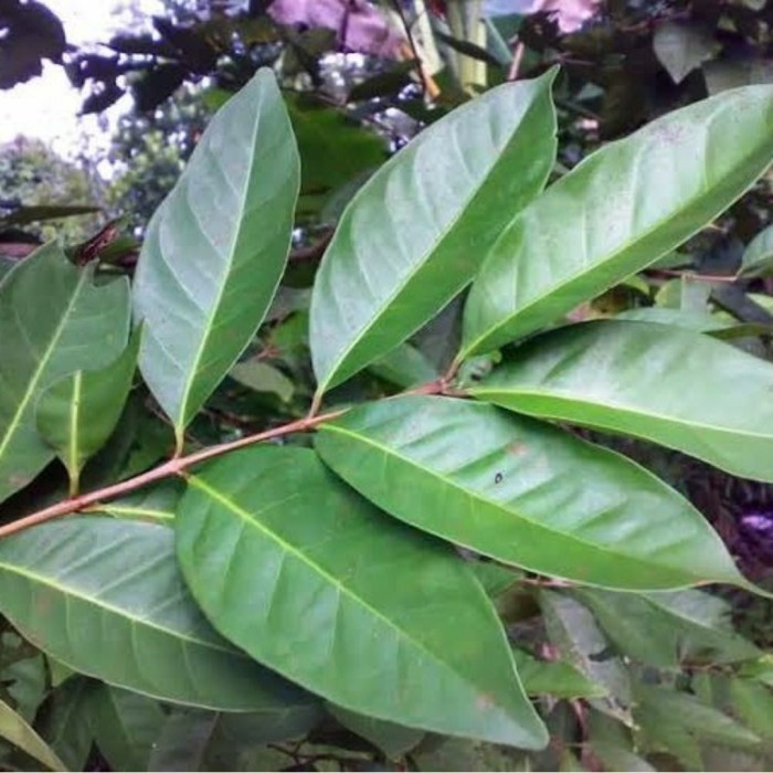 

Daun salam bumbu masak fres 250 gr