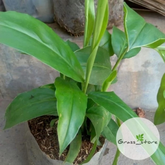 Bibit Tanaman Lengkuas Bibit Lengkuas Bibit Laos Merah