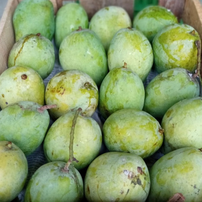 

MANGGA INDRAMAYU / MANGGA CENGKIR