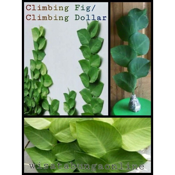 Tanaman Hias Merambat Climbing Dollar/Climbing Fig Terlaris