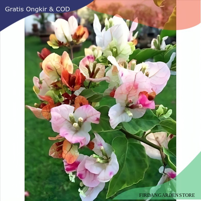 TERMURAH  TANAMAN HIAS BUGENVIL BUNGA KERTAS CITRA BATIK//BUNGA KERTAS Terlaris
