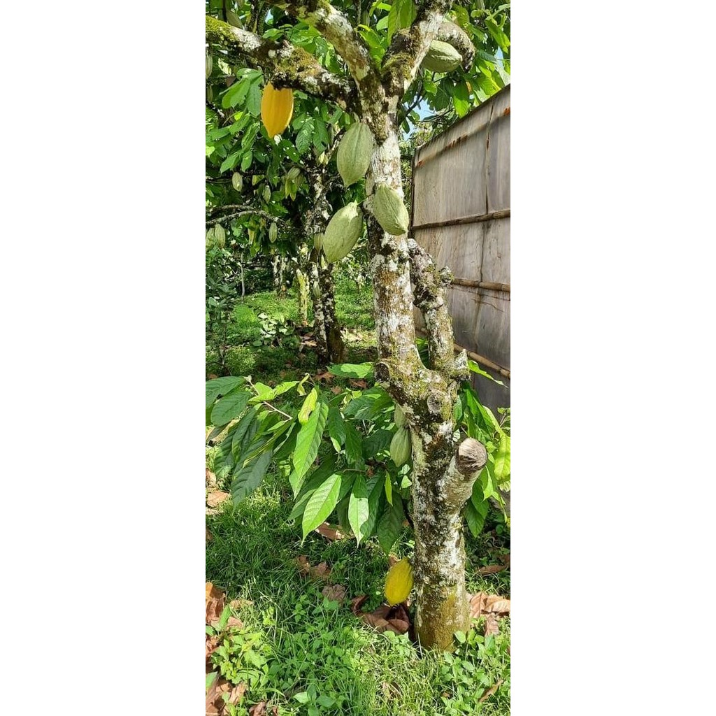 

biji kakao fermentasi / fermented cocoa bean 500 gr dari sumat - 500gram