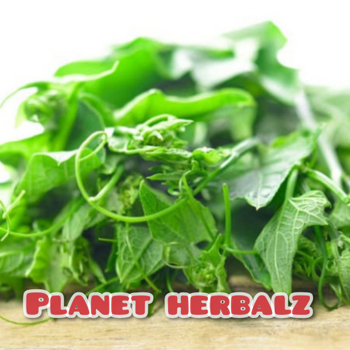 Daun pucuk labu Siam segar