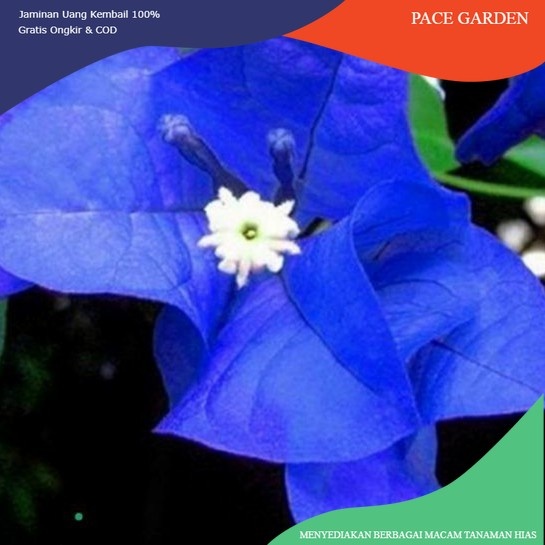 TANAMAN HIAS BOUGENVILLE BUNGA BIRU/POHON BOUGENVILLE BUNGA BIRU