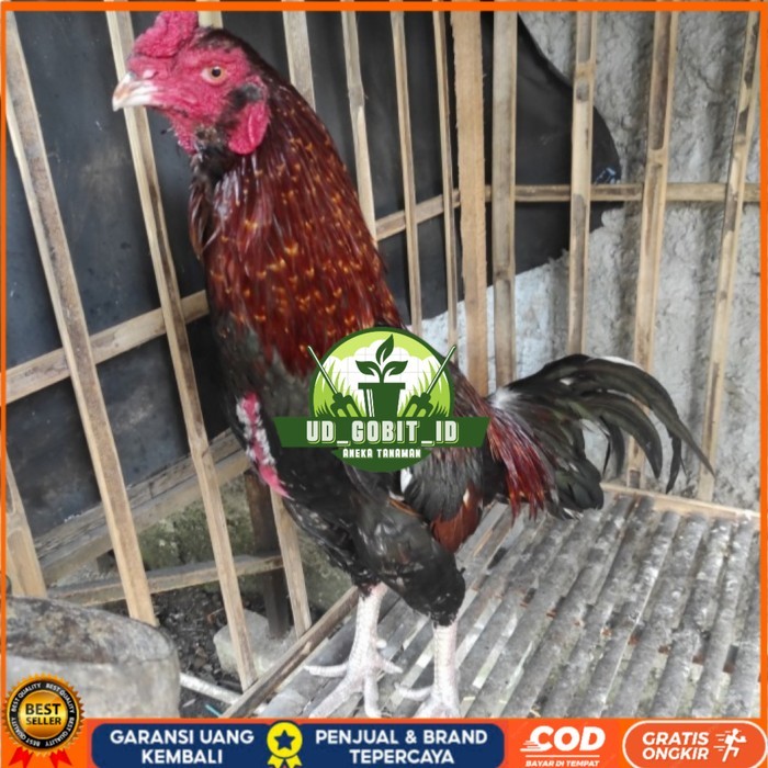 

Telur ayam bangkok birma fertil / ayam petarung aduan bisa ditetaskan Langsung UD_GOBIT_ID