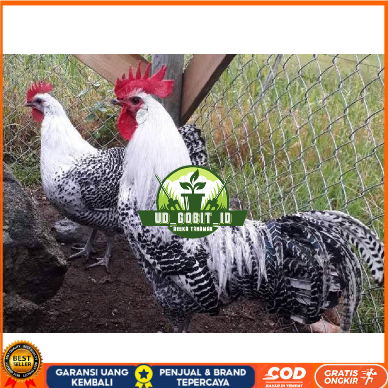

TELUR FERTIL AYAM ARAB PETELUR HANDAL INDUKAN TERSELEKSI UNTUK DI TETASKAN UD_GOBIT_ID
