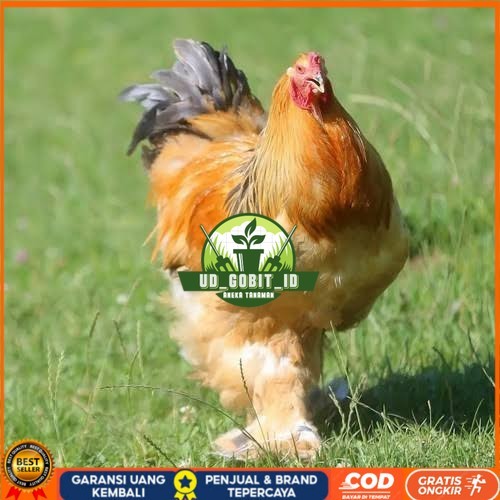 

Telur ayam brahma jumbo / telur ayam hias / telur fertil siap kirim UD_GOBIT_ID