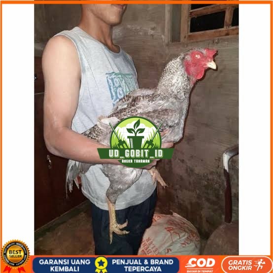 

Telur ayam gorila / gorilla jumbo siap ditetaskan UD_GOBIT_ID