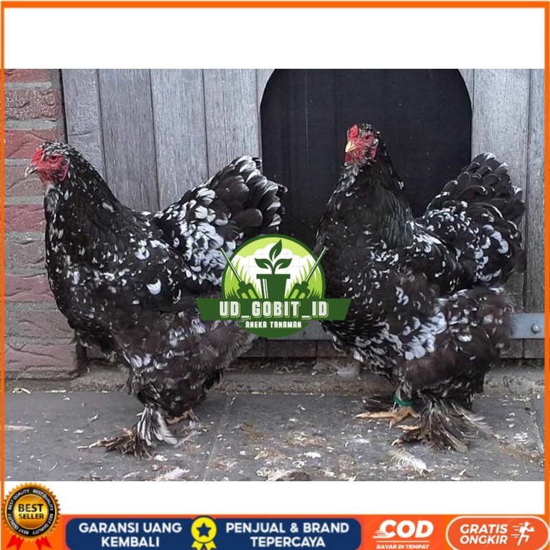 

TELUR AYAM HIAS BRAHMA BLACK MOTTLED UNTUK DI TETASKAN UD_GOBIT_ID