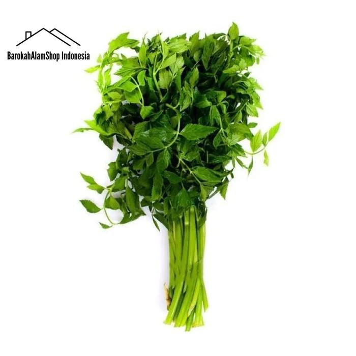 

Daun Tespong Atau Seladren Segar Gram Sayuran Langka 100gr