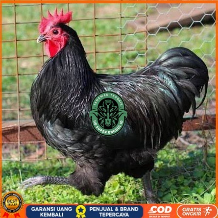 

Telur ayam black australorp / telur ayam hias / telur fertil siaptetas UD_SUPER_UNGGUL_ID