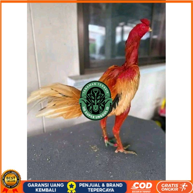 

TELUR FERTIL PLUCKER ORIGINAL UD_SUPER_UNGGUL_ID
