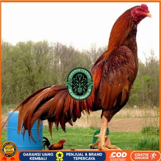 

Telur ayam bangkok super petarung aduan fertil untuk ditetaskan UD_SUPER_UNGGUL_ID