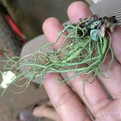 

Ready jenggot naga atau kayu angin 50 gr