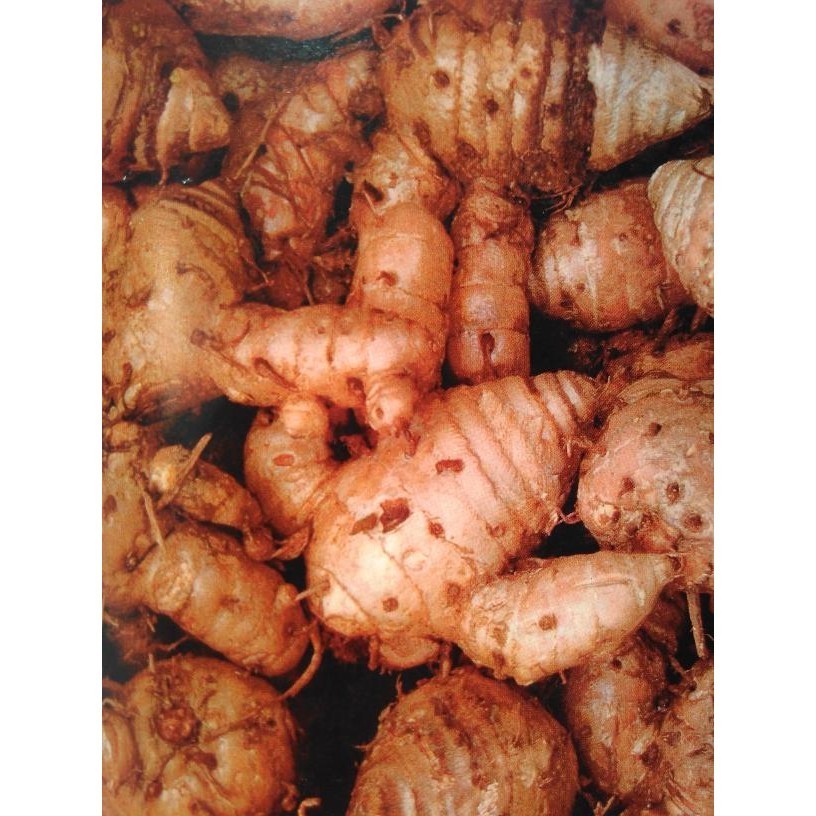 

temulawak segar 1kg (stok banyak) herbal ready ak