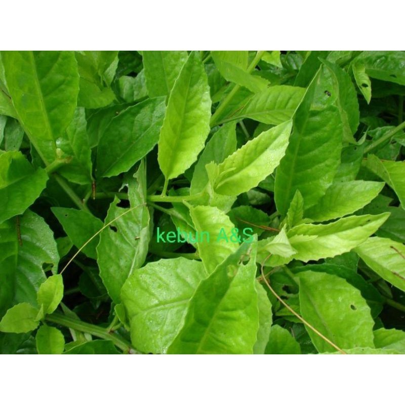 

#Daun sambung nyawa herbal segar 500g Herbal COD
