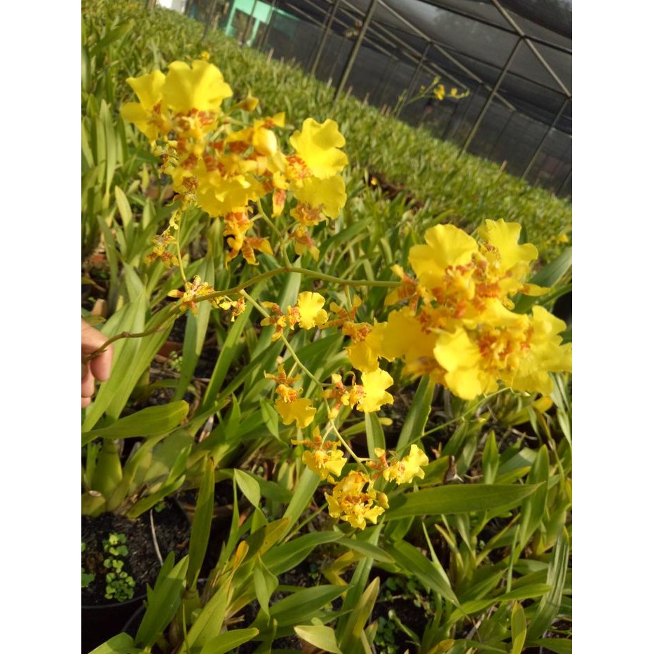 Anggrek Oncidium Golden Shower