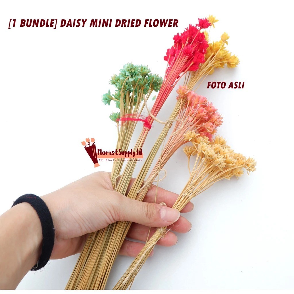 [ 1 Ikat ] Dried Flower Mini Daisy - Bunga Kering Mini Daisy