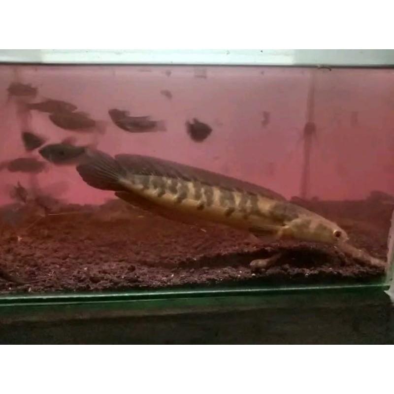 Hobi maru yellow sentarum 20-25cm kualitas++ ys