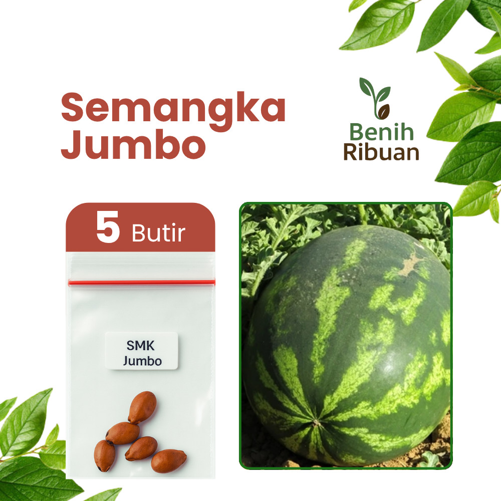 BENIH RIBUAN - Benih Unggul Buah Semangka Jumbo Bibit Super Semangka Besar Manis Kualitas Premium