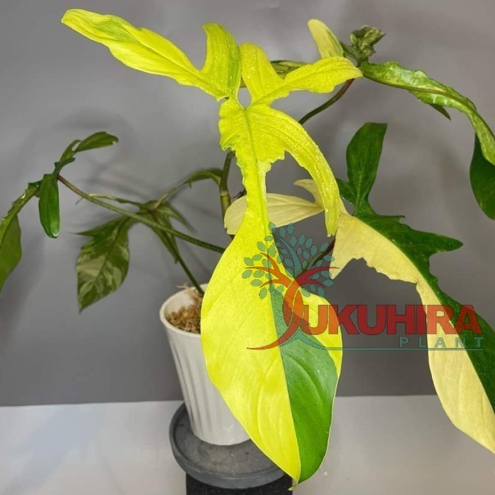 koleksi philodendron florida beauty variegated/flobe/florida varigata - S