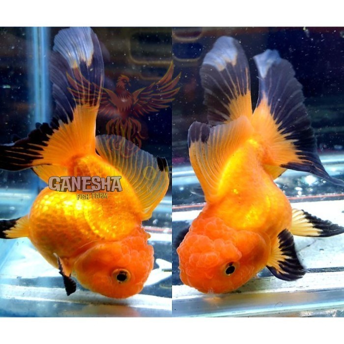 Kebutuhan aquarium koki 5-6 cm oranda BG black gold warna bagus