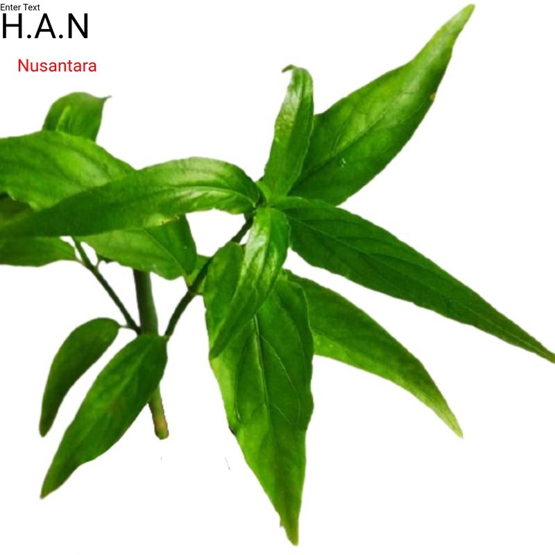 

Daun belalai gajah 1kg daun kalingsir segar khusus obat herbal