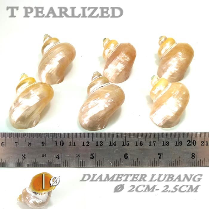 T pearlized shell cangkang rumah kelomang umang hermit crab keong pompongan natural asli rumah keong