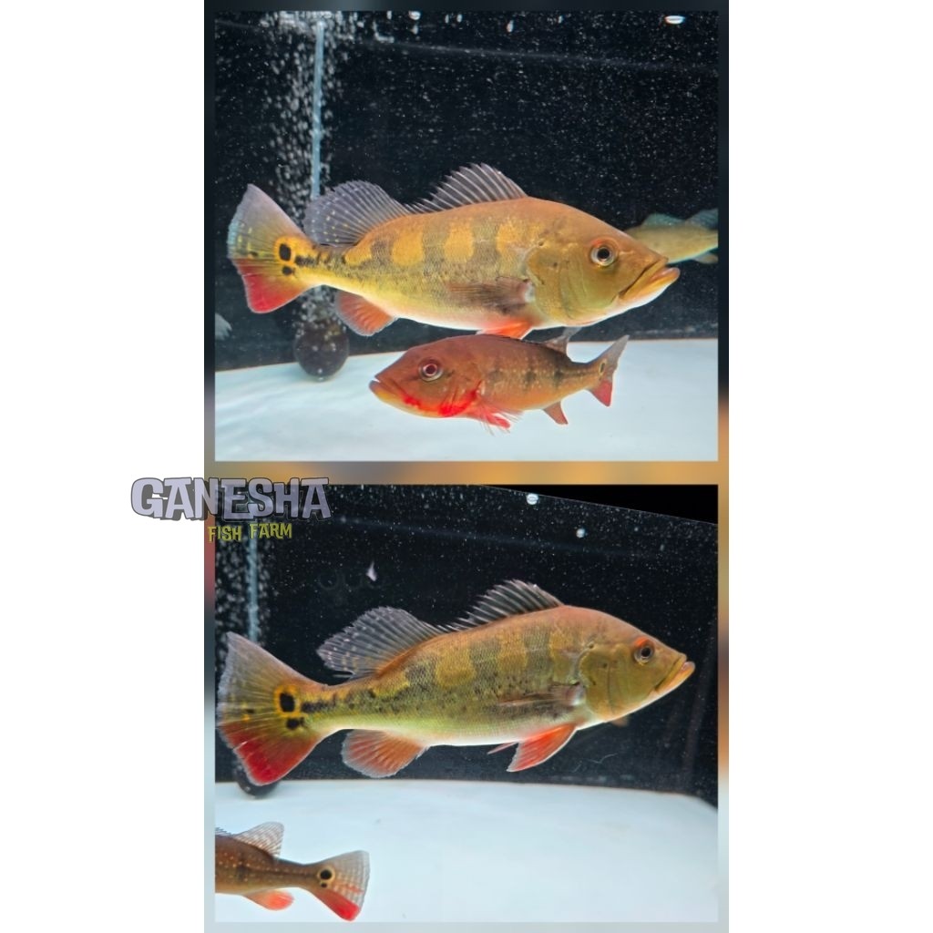 Ikan Hias Pbass Mono 7-8 cm pibas