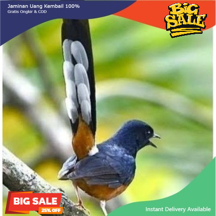 murai batu medan betina dewasa siap ternak burung