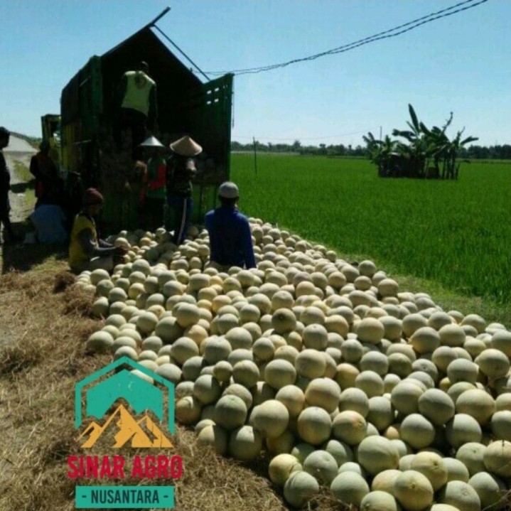 25++ Benih Melon Hibrida F1 PERTIWI ANVI ANTI VIRUS TERLARIS SANG PERINTIS 22