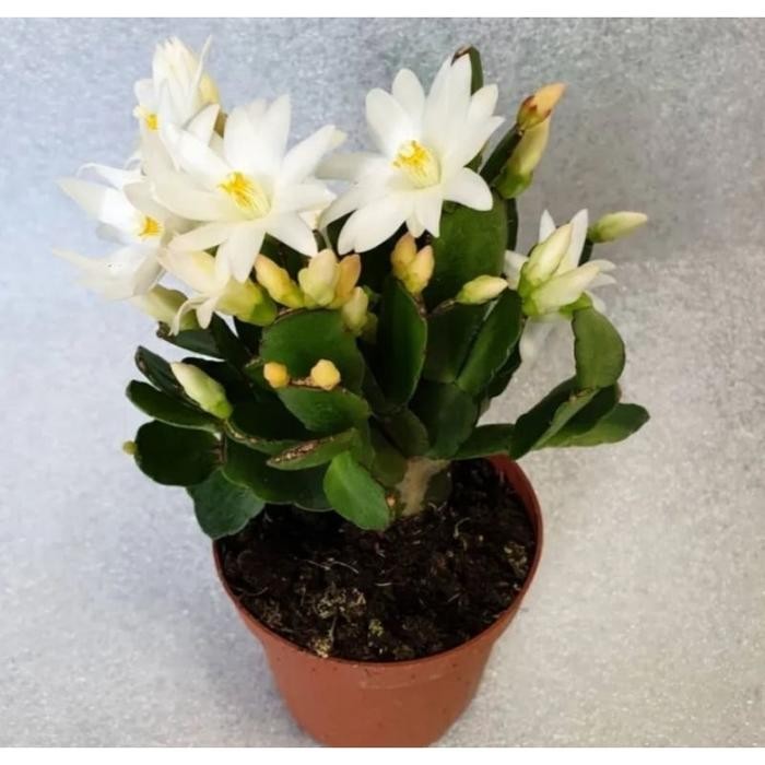 Tanaman hias Wijaya Kusuma kepiting macam macam warna - Bunga Wijaya Kusuma - Bunga Hias - Bunga Hid