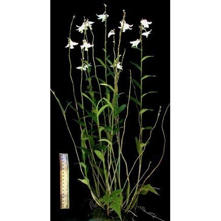 

Redy silahkan PROMO anggrek mini dendrobium odoratum sp