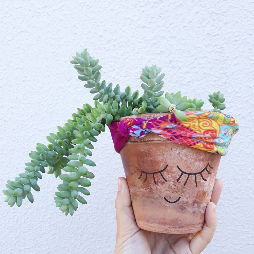 Tanaman Hias Donkey Tail - Tanaman Air Mata Bunda