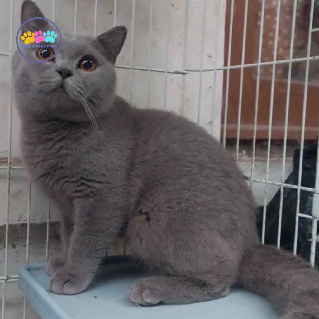 kucing bsh / british short hair blue solid jantan